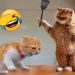 short funny cat videos